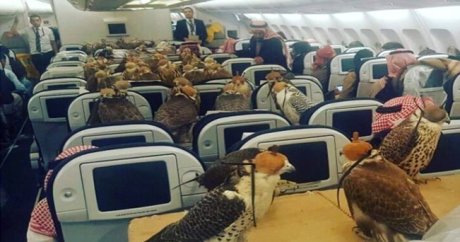 Suudi prens, yırtıcı şahin kuşları için 80 adet bilet parası ödedi