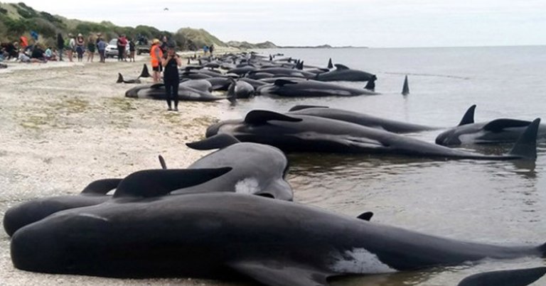 Yeni Zelanda’da yüzlerce balina kıyıya vurdu-VİDEO