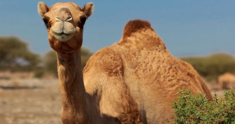 Suudi Arabistan, Katar develerini sınır dışı etti