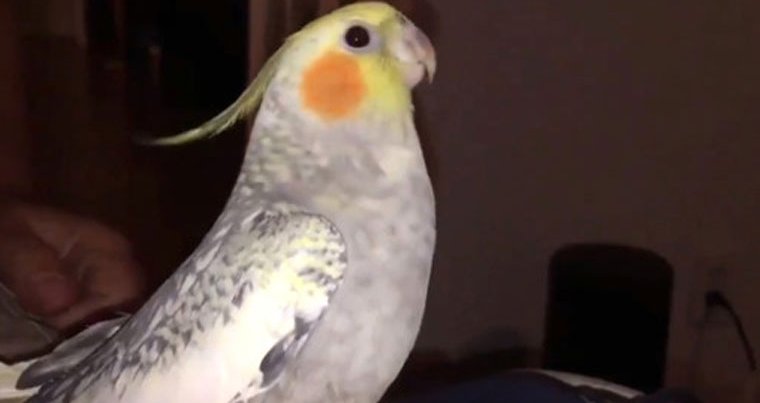 Bu papağan üzülünce sahibinin iPhone zil sesini taklit ediyor