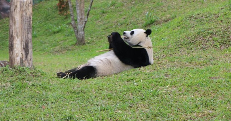Diplomat pandalar ‘sarayda’ ağırlanıyor