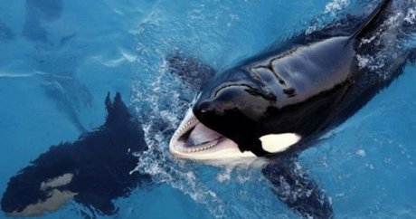 Dünyanın konuşabilen ilk katil balinası