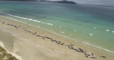 Yeni Zelanda’da 145 pilot balina telef oldu