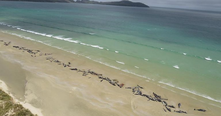 Yeni Zelanda’da 145 pilot balina telef oldu