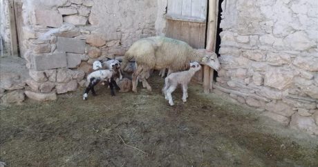 Konya’da bir koyun tek batında 5 kuzu doğurdu