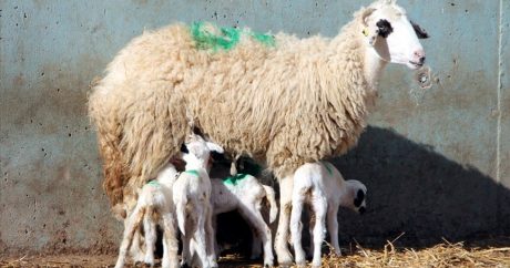 Amasya’da bir koyun altız doğurdu
