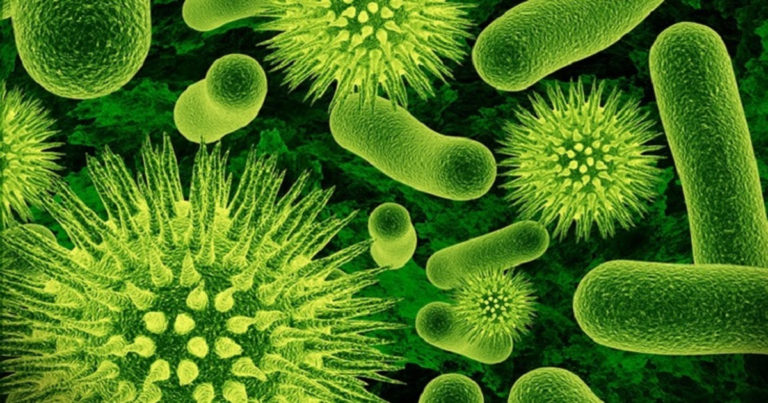 İngiltere`de ender görülen bakteri 12 can aldı