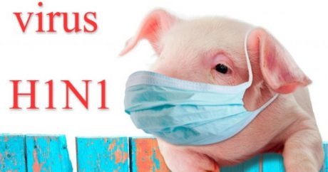 Yeni domuz gribi türü keşfedildi: Pandemi oluşturabilir!