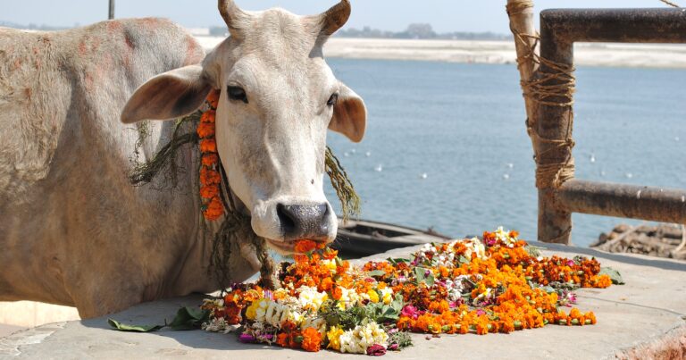 Hindistan’da ülke çapında ‘inek bilgisi’ sınavı yapılacak
