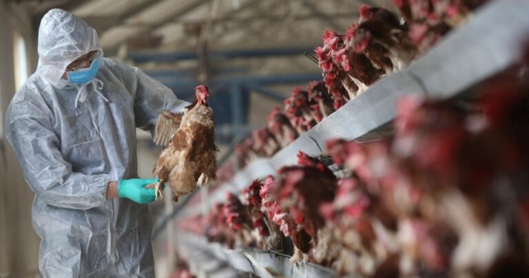 Japonya’da kuş gribi salgını: Toplam 5.8 milyon tavuk itlaf edildi