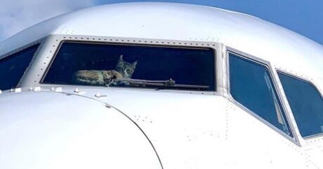 Pilota havada kedi saldırdı