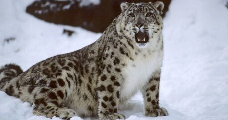 Kar leoparı Kırgızistan’ın ulusal sembolü oldu